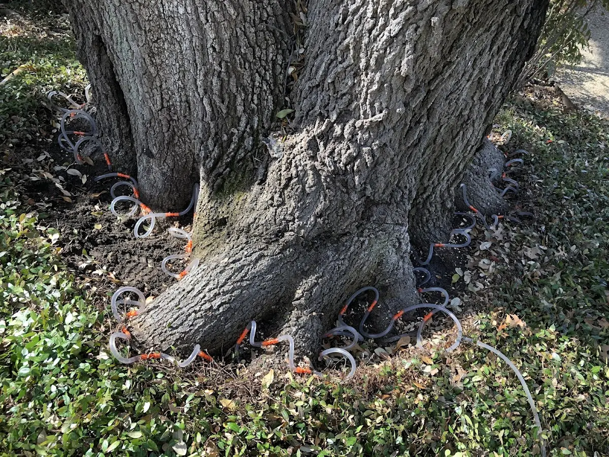 Detailed Tree Cabling and Bracing job site in Elliottsburg
