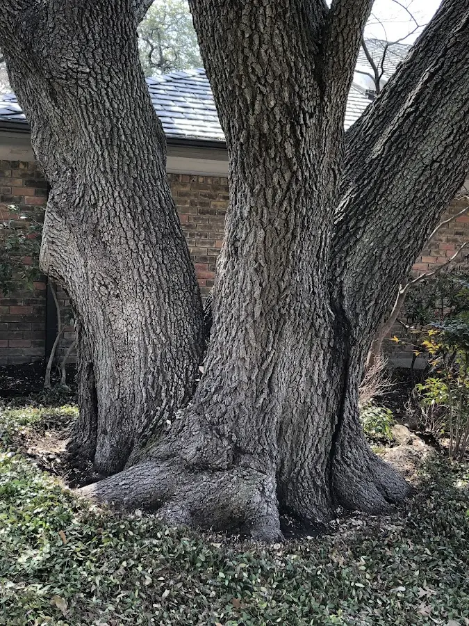 Mature heritage tree close to a Elliottsburg property cared for by certified arborists